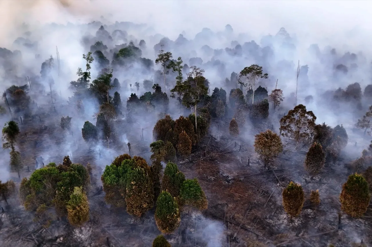 Hutan Terdampak Kebakaran